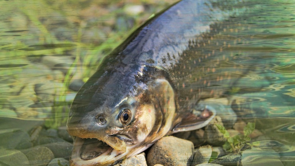 Річка Вілсон закрита для лову лосося